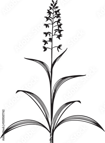 tall slender plant rises from a base of broad leaves.
