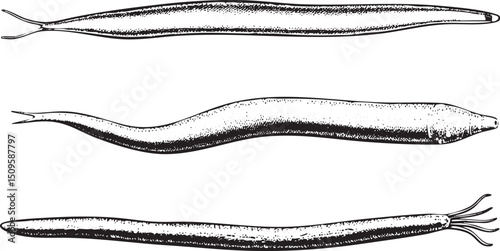 Three elongated segmented creatures are displayed in a linear arrangement.