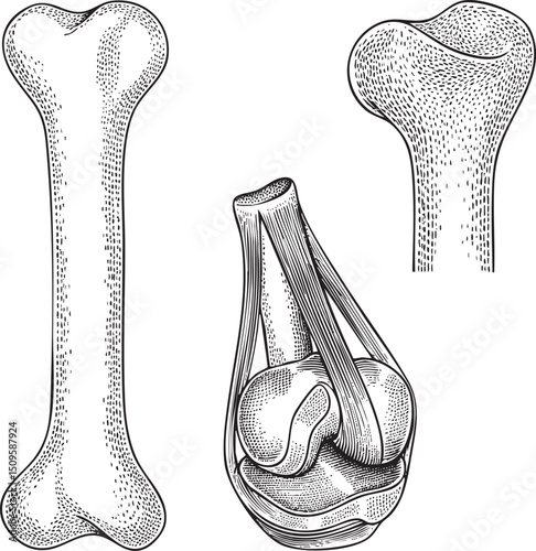 Two skeletal leg bones display a detailed joint .