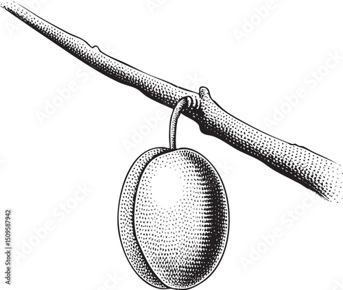 dark plum hangs suspended from a slender branch.