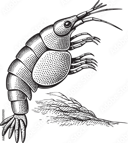 detailed black and white of two shrimp displaying their segmented bodies.