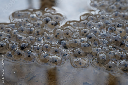 Trees Reflect In The Shiney Surface Of Fog Eggs In a Puddle photo