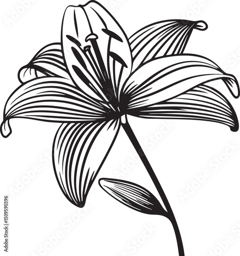 single white lily blooms gracefully on a dark stem.