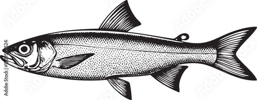 sleek gray fish swims gracefully through clear water.