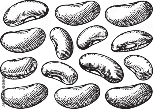 collection of diverse smooth bean illustrations in black and white.