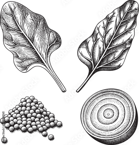 Two stylized spinach leaves and a cross-section of a cluster of seeds are presented in black ink.