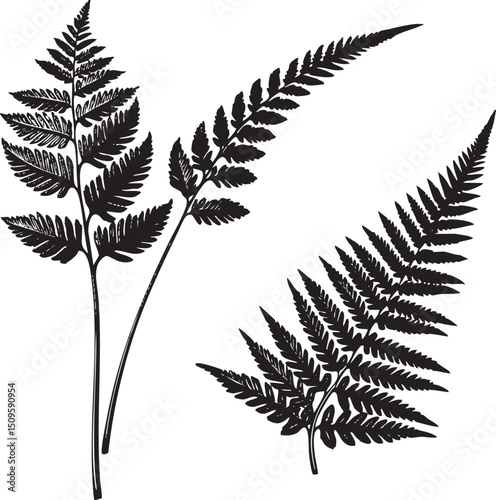 Two fern fronds stand upright in a stark black and white silhouette.