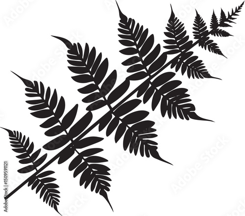 group of black ferns gracefully spreads across a white background.
