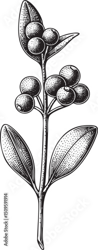 single branch displays several dark berries and textured leaves.