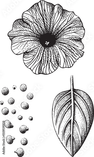 detailed black and white of a flower with water droplets and a leaf.