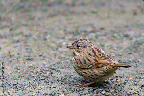 Lincoln sparrow on ground