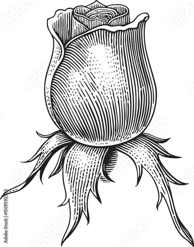detailed black and white depicts a rose bud emerging from the earth.