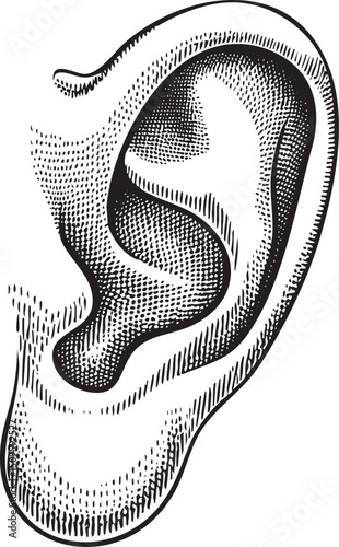 detailed black and white of a human ear.