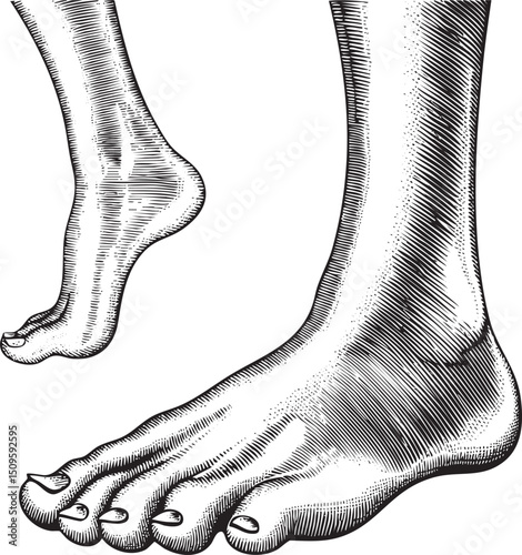 Two human legs and a foot are depicted in a detailed black and white .
