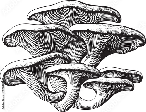 Intricate black and white of several oyster mushrooms growing together.