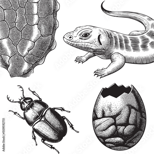 detailed black and white showcases various reptile and insect forms.