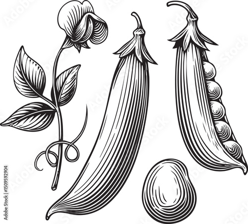 black and white depicts a pea flower open peas and a closed pea pod.