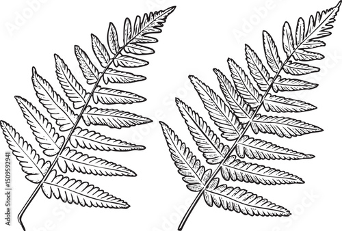Two fern fronds display intricate symmetrical against a white background.