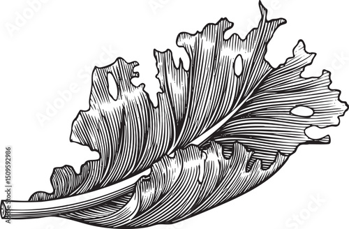 detailed black and white of a single leaf.