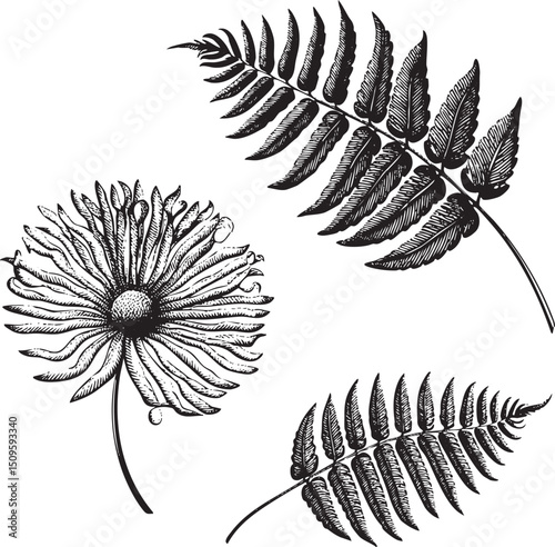 Two botanical illustrations depict a fern frond and a daisy flower in black ink.