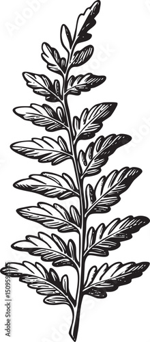 vertical frond of fern leaves extends upwards from a central stem.