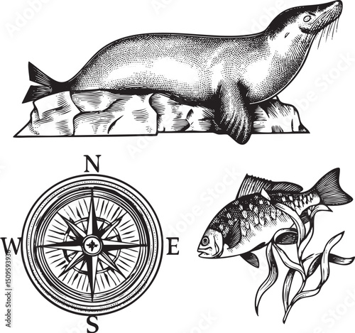 seal rests on a rocky outcrop while a compass and fish are displayed below.