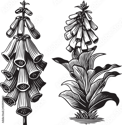 Two tall foxglove plants display their distinctive bell-shaped flowers.