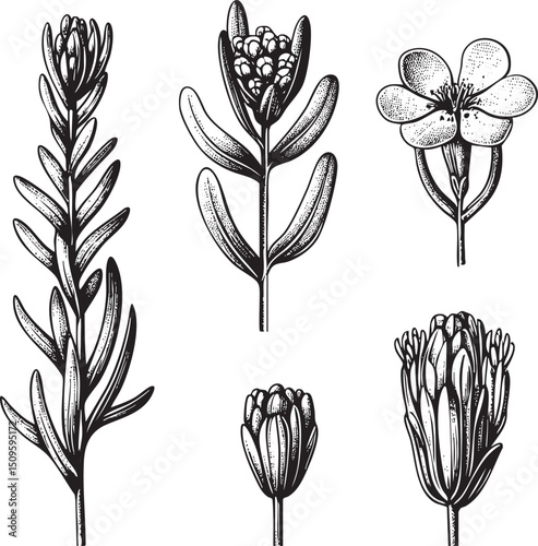 Five botanical illustrations showcase delicate flower buds and stems in a detailed black and white style.