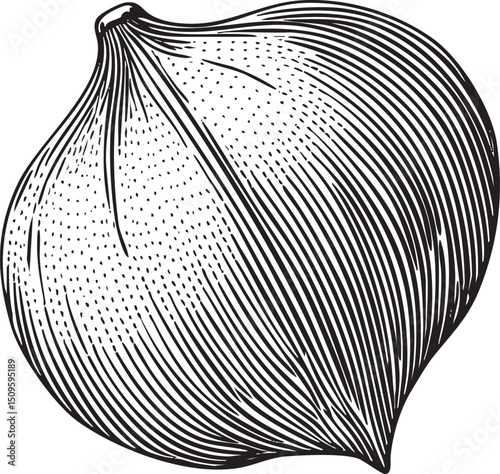 stylized monochrome depicts a single onion bulb.