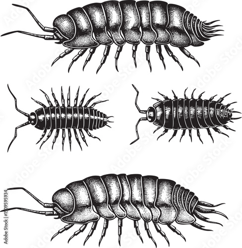 Three black millipedes are depicted in a detailed engraving style.