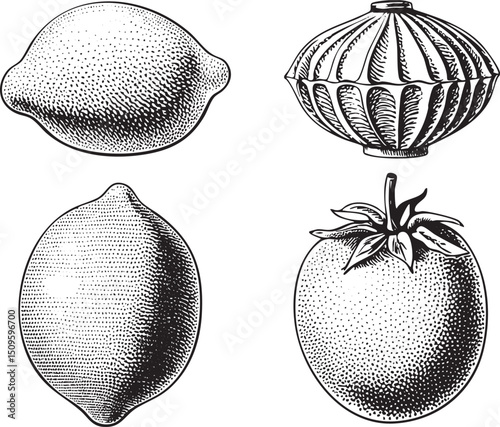 Four citrus fruits are depicted in a detailed monochromatic .