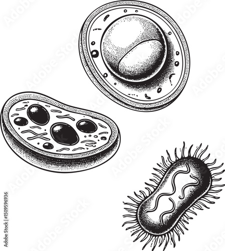 Three detailed illustrations depict a cell a bacterium and a spherical structure.