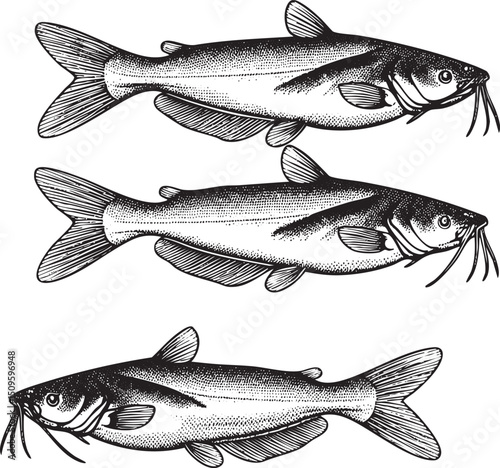 Three black and white illustrations of catfish swim gracefully.