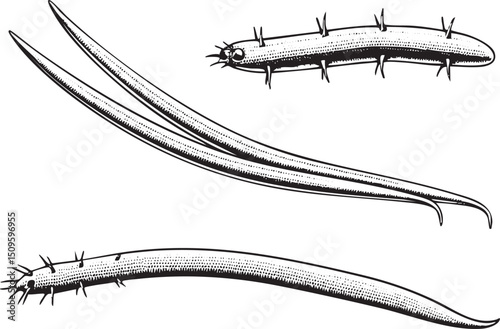Two elongated segmented creatures display a subtle graceful movement.