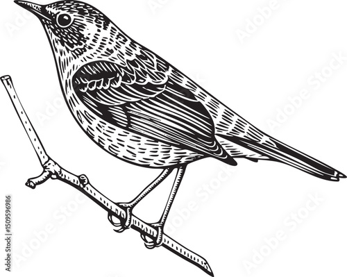 black bird perches on a dark branch.