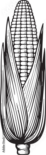 vertical silhouette of a mature corn cob displays its rows of kernels.