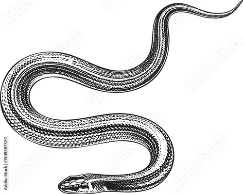 detailed black and white of a long curving snake.