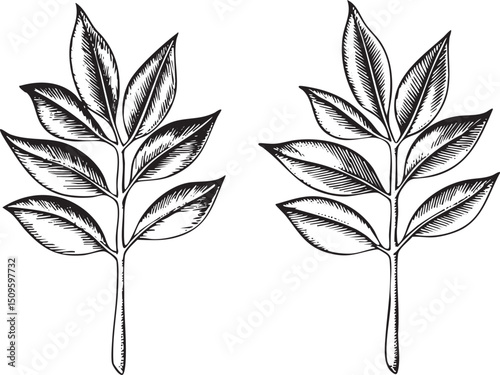 Two stylized black and white leaves are depicted against a gradient background.