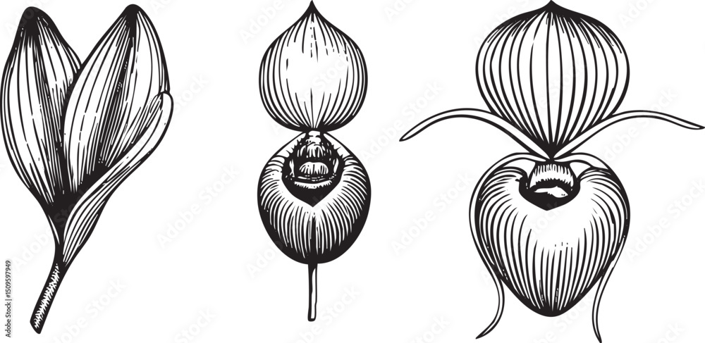 Fototapeta premium Three stylized flower buds display intricate and delicate lines.