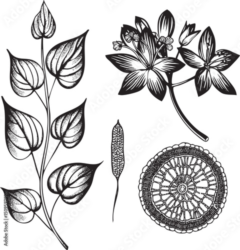 black and white showcases a branch adorned with delicate leaves and blossoming flowers.