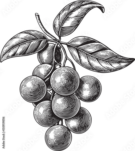 cluster of dark grapes hangs from a leafy vine branch.
