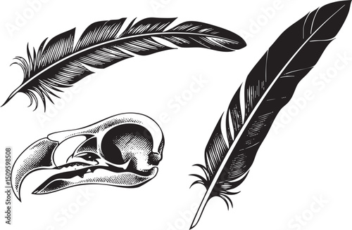Two black feathers rest beside a detailed bird skull.