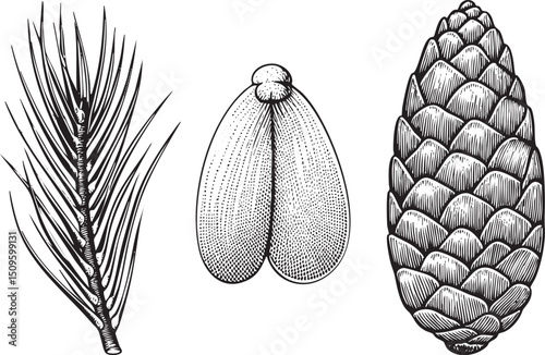 Three botanical elements – a pine  a seed pod and a conifer scale – are depicted in detailed black and white engraving.