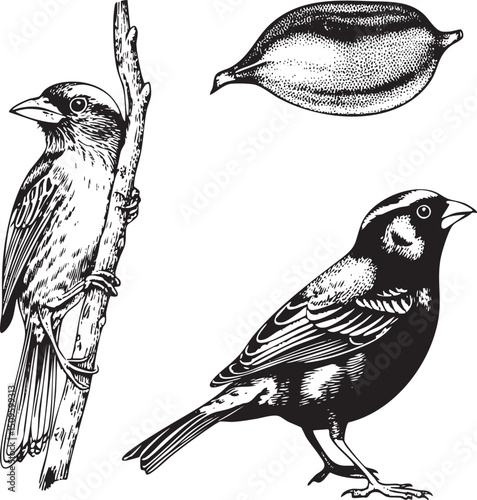 Two birds perch on a branch amidst a textured seed pod.