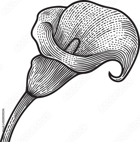 detailed black and white of a calla lily.