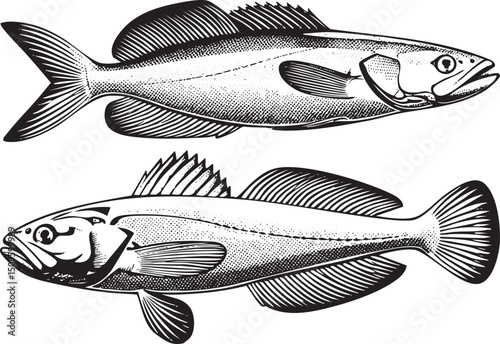 Two stylized black and white fish swim gracefully in a linear arrangement.