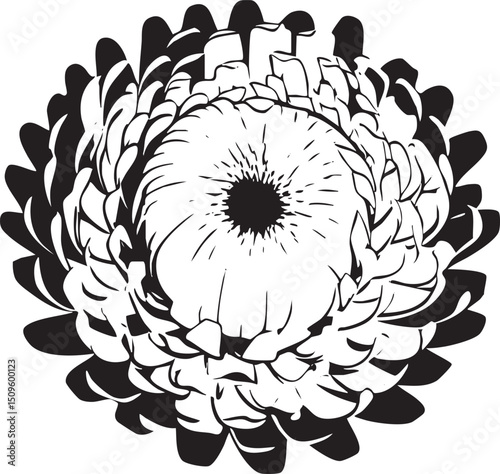 striking black and white of a large circular flower.