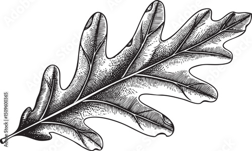 detailed black and white engraving depicts a single oak leaf.
