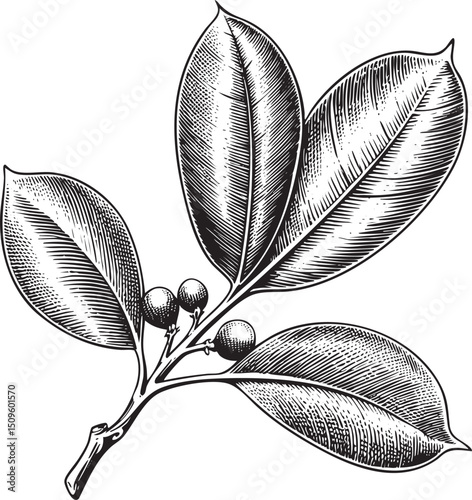 dark-toned detailed engraving showcases a branch adorned with glossy green leaves and small round berries.