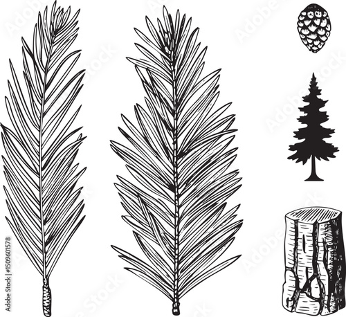 Three pine needles and a conifer .